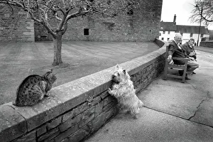 Leash: A Scottie dog pulls on its leash to reach a tabby cat