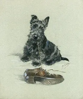 Scottie: Scottie pup with shoe