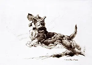 Rountree: Scottie, Scottish Terrier, by Harry Rountree
