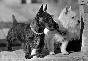 Scottie: SCOTTIE AND WESTIE/1947