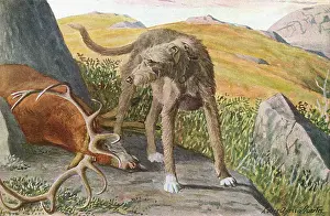 Deerhound: Scottish Deerhound