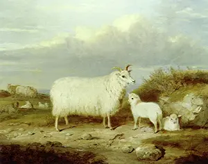 Lambs: Scottish Dunface Sheep