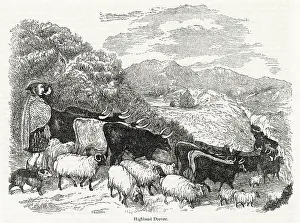Drover: Scottish Highland drover at work