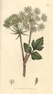 Ligusticum: Scottish lovage, Scottish licorice-root, Ligusticum scoticum