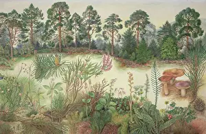 Pinus: Scottish Pine Forest