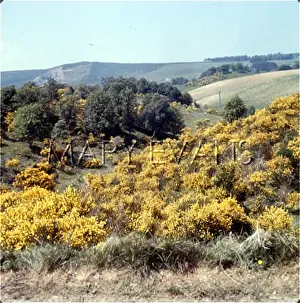 Thicket: SCOTTISH SCENERY