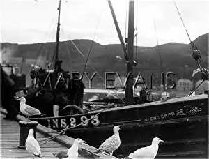 Mallaig: SCOTTISH SEAGULLS