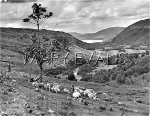 Strathmore: SCOTTISH SHEEP FARM