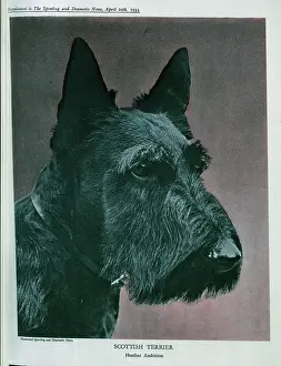 Pedigrees: Scottish Terrier