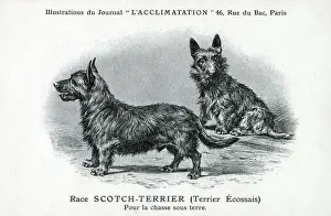 Scotties: Scottish Terrier