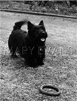 Wagging: SCOTTISH TERRIER