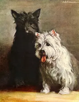 Silverman: Scottish Terriers
