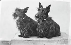 Playful: Two Scottish Terriers