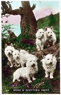 The Roseries Collection: Were a Scottish here - West Highland White Terriers