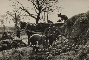 Turnips: Scouts during Wartime