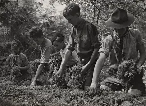 Valuable: Scouts during Wartime
