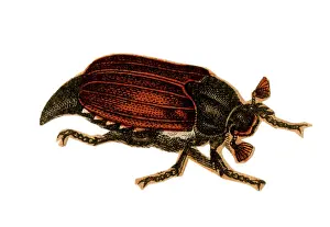 Beetles: Scrap - decoupage design - Beetle
