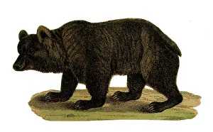 Scraps: Scrap - decoupage design - Black Bear
