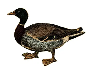 Scraps: Scrap - decoupage design - Duck
