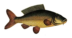 Scraps: Scrap - decoupage design - Fish