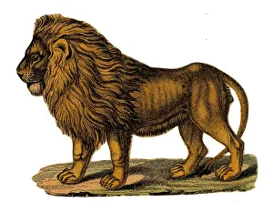 Scraps: Scrap - decoupage design - Lion