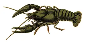 Scraps: Scrap - decoupage design - Lobster