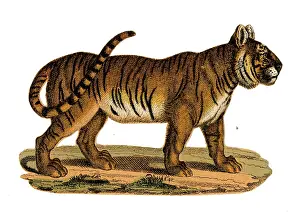 Scraps: Scrap - decoupage design - Tiger