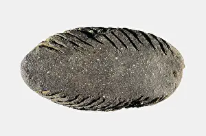 Scraper: Scraper. Neolithic art. Decorative Arts. SPAIN