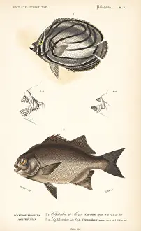 Dorbigny: Scrawled butterflyfish and galjoen