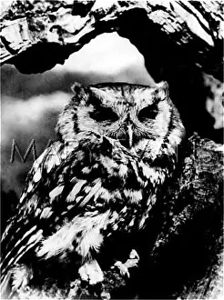 Screech: A SCREECH OWL