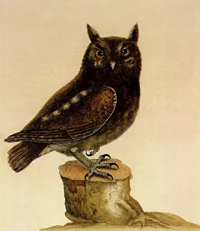 Screech: Screech Owl, Otus asio
