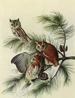 Screech: Screech Owls