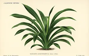 Pandanus: Screw pine, Pandanus augustianus