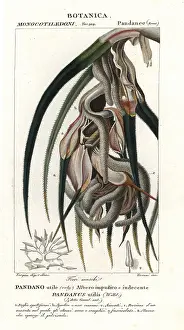 Batelli: Screw pine, Pandanus utilis