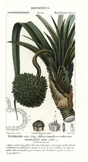 Pandanus: Screw pine, Pandanus utilis