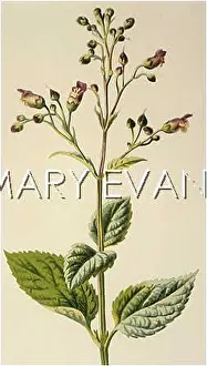 Aquatica: SCROPHULARIA AQUATICA