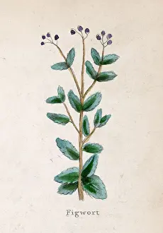Figwort: SCROPHULARIA NODOSA