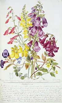 Twining: Scrophulariaceae