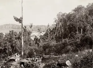 Scrub: Scrub scenery, Queensland, Australia, horse and carriage