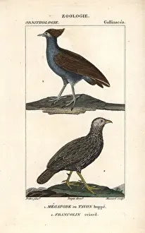 Megapodius: Scrubfowl (orange-footed scrubfowl, Megapodius