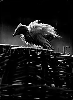 Fledglings: SCRUFFY FLEDGLING