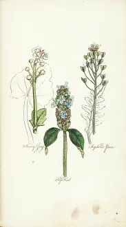 Scurvy: Scurvy Grass, Self-Heal, Shepherds Purse