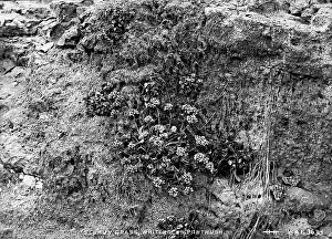 Scurvy: Scurvy Grass, Whiterocks, Portrush