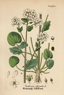 Cochlearia: Scurvygrass, Cochlearia officinalis