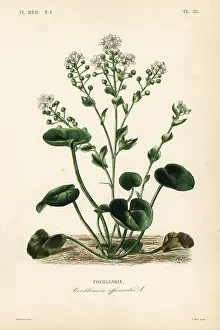 Maubert: Scurvygrass, Cochlearia officinalis