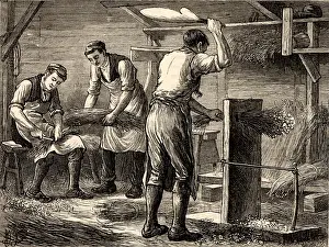 Fibres: Scutching or dressing flax by beating the stalks
