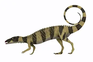 Thyreophora: Scutellosaurus armored dinosaur, side view on