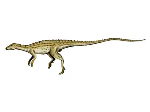 Limbs: Scutellosaurus dinosaur