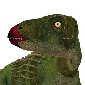 Thyreophora: Scutellosaurus dinosaur head