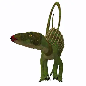 Thyreophora: Scutellosaurus dinosaur, front view
